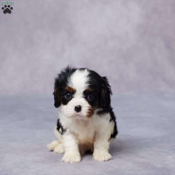Evan, Cavalier King Charles Spaniel Puppy